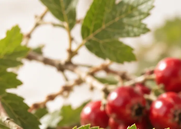 Rameau d’aubépine avec feuilles et fruits